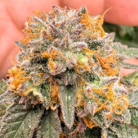 Kingston Punch Auto