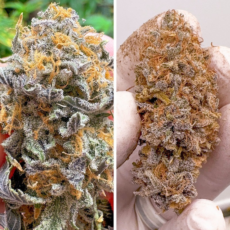 Kingston Punch Auto