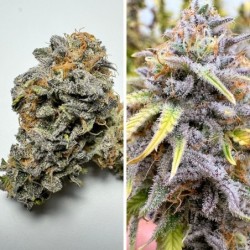 Kingston Punch Auto