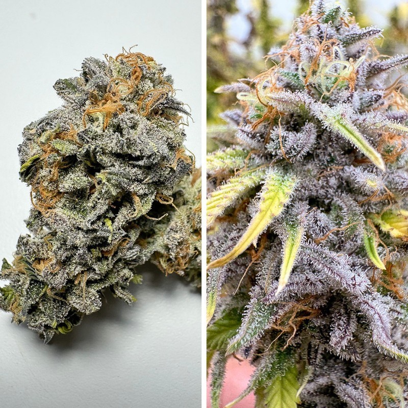 Kingston Punch Auto