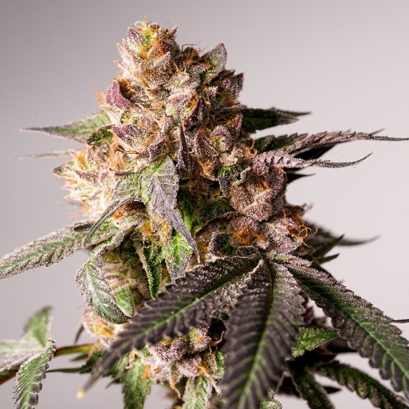 Slurricane Cookies