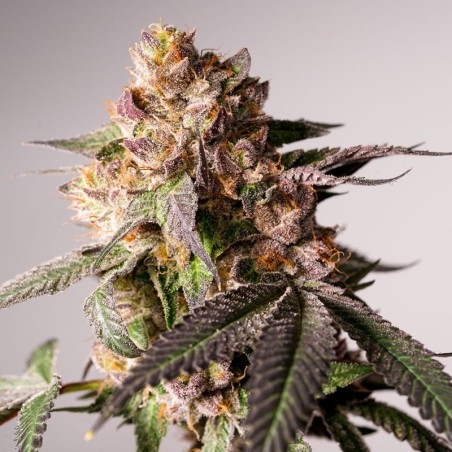 Slurricane Cookies