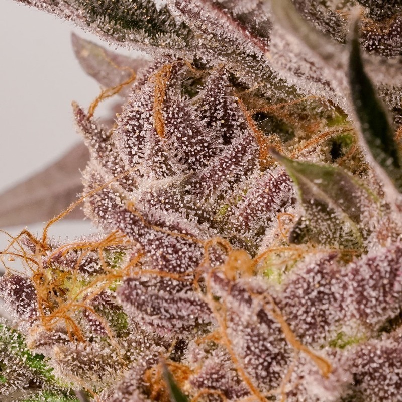 Slurricane Cookies