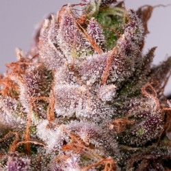 Slurricane Cookies