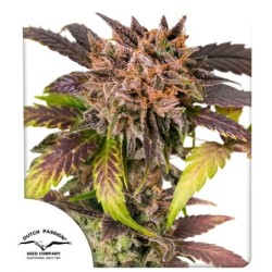 GrapefruitZ Auto