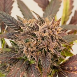 GrapefruitZ Auto