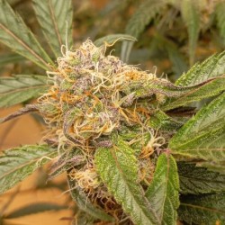 GrapefruitZ Auto