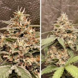 GrapefruitZ Auto