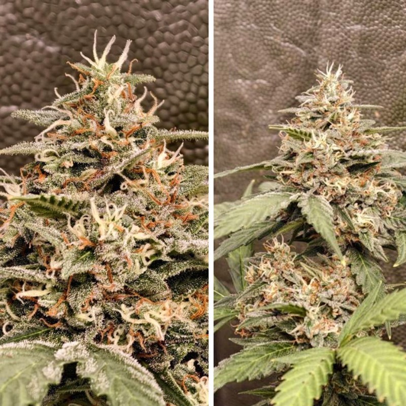 GrapefruitZ Auto