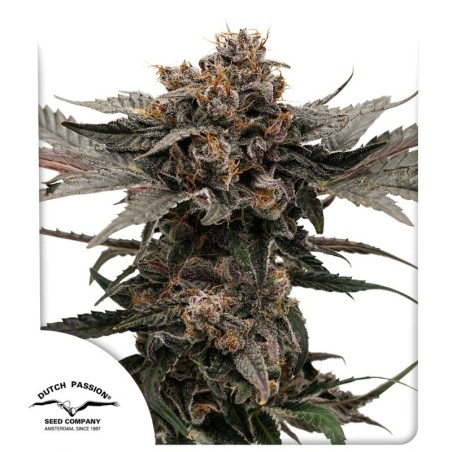 Slush Mint Cake Auto