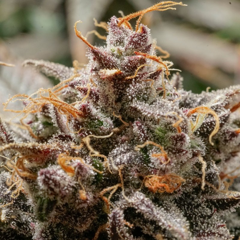 Slush Mint Cake Auto