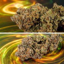 Slush Mint Cake Auto