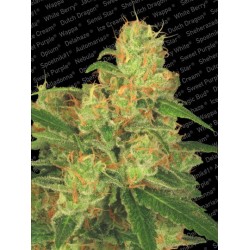 Acid Auto Femminizzata - Paradise Seeds