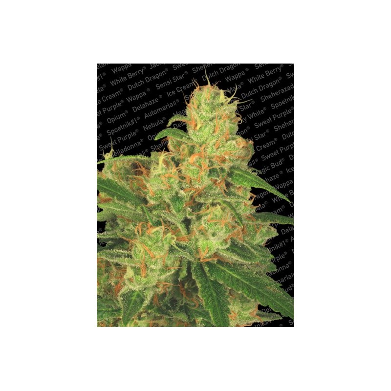 Acid Auto Femminizzata - Paradise Seeds