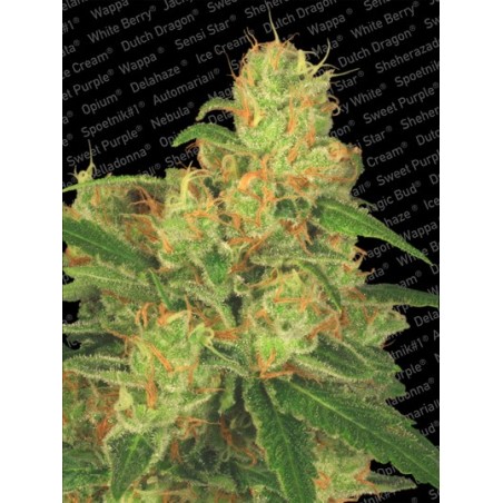 Acid Auto Femminizzata - Paradise Seeds
