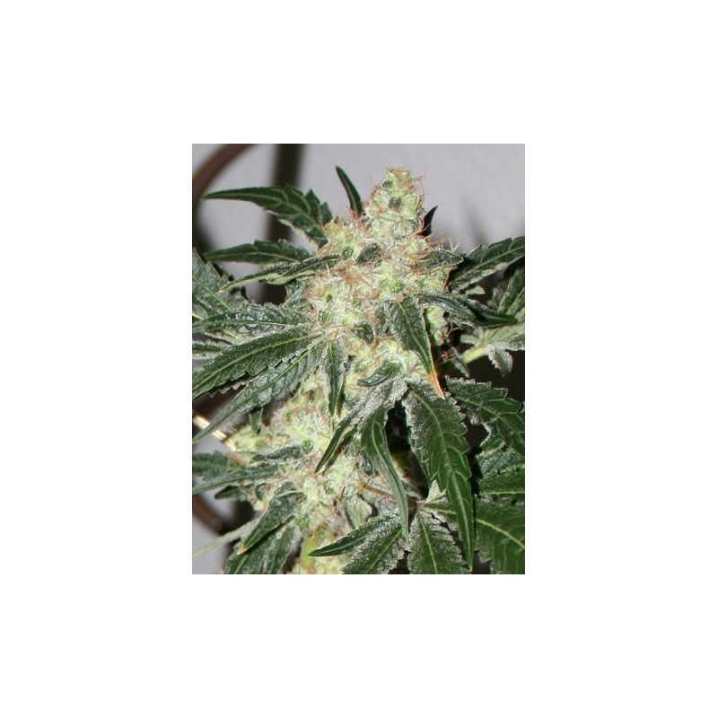 Acid Femminizzata - Paradise Seeds