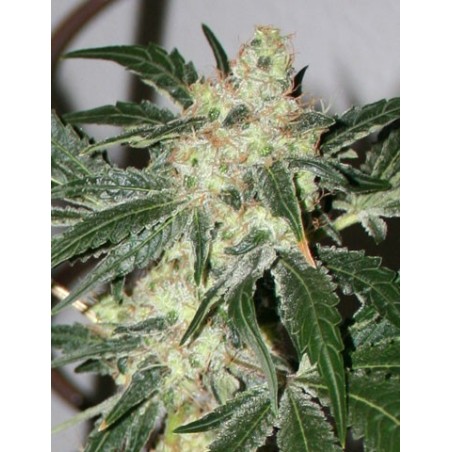 Acid Femminizzata - Paradise Seeds