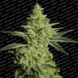 Allkush Femminizzata - Paradise Seeds