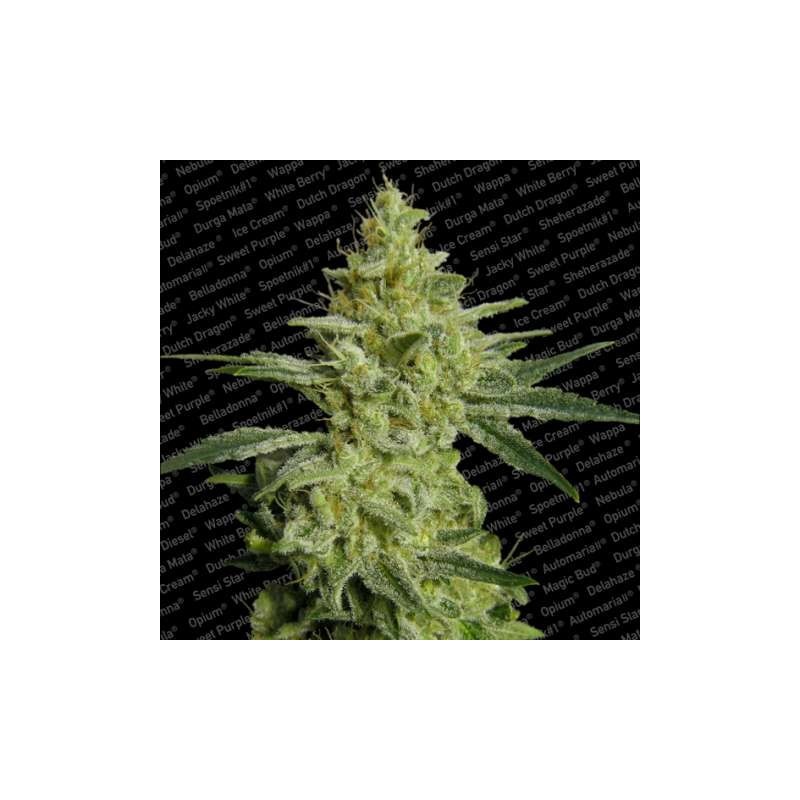 Allkush Femminizzata - Paradise Seeds