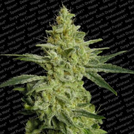 Allkush Femminizzata - Paradise Seeds