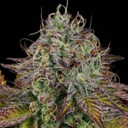 Apricot Candy Femminizzata - Paradise Seeds