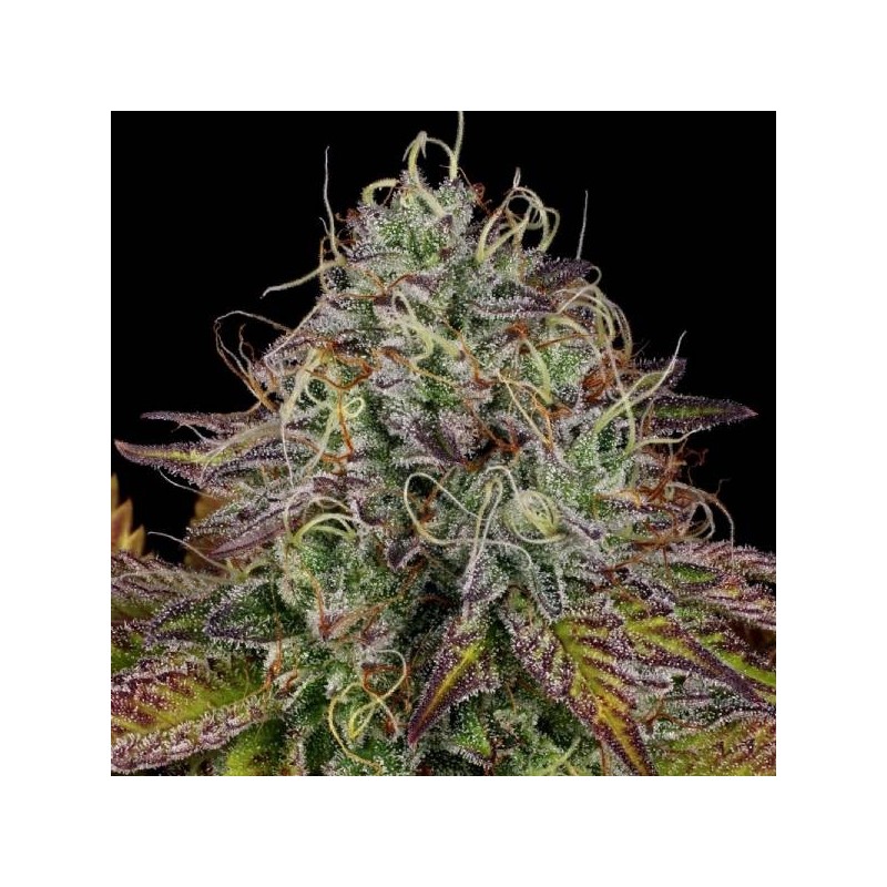 Apricot Candy Femminizzata - Paradise Seeds