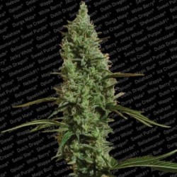 Atomical Haze Femminizzata - Paradise Seeds