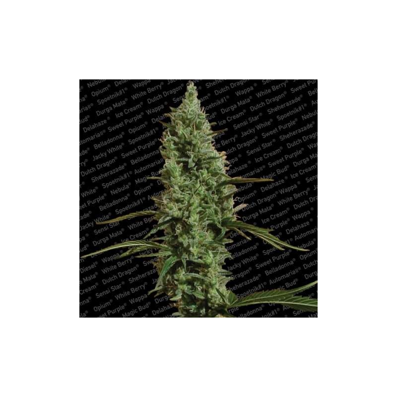 Atomical Haze Femminizzata - Paradise Seeds