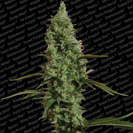 Atomical Haze Femminizzata - Paradise Seeds