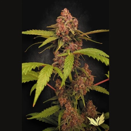 Banana Purple Auto Femminizzata - Paradise Seeds