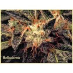 Bella Donna Femminizzata - Paradise Seeds