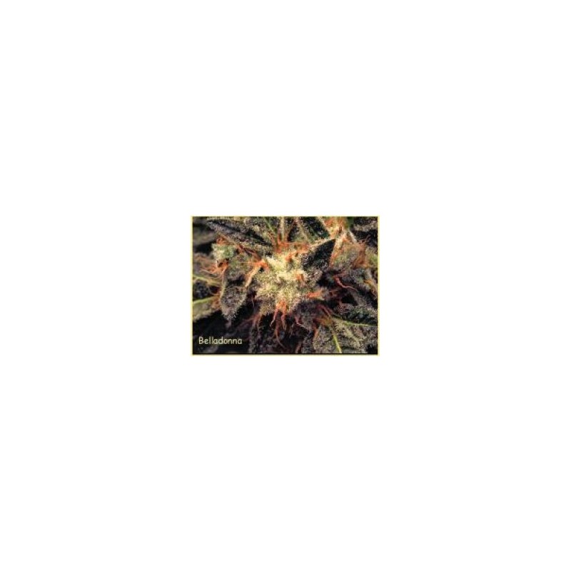 Bella Donna Femminizzata - Paradise Seeds