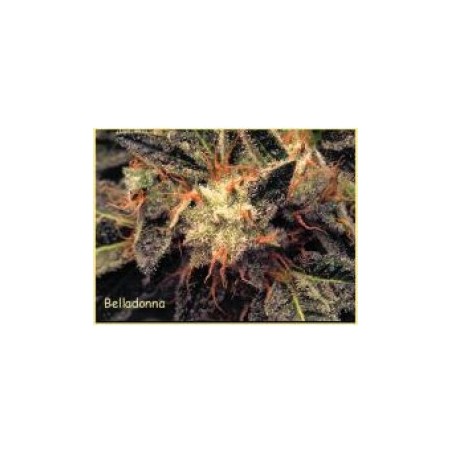 Bella Donna Femminizzata - Paradise Seeds