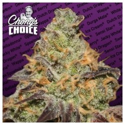 Blue Kush Berry Femminizzata - Paradise Seeds