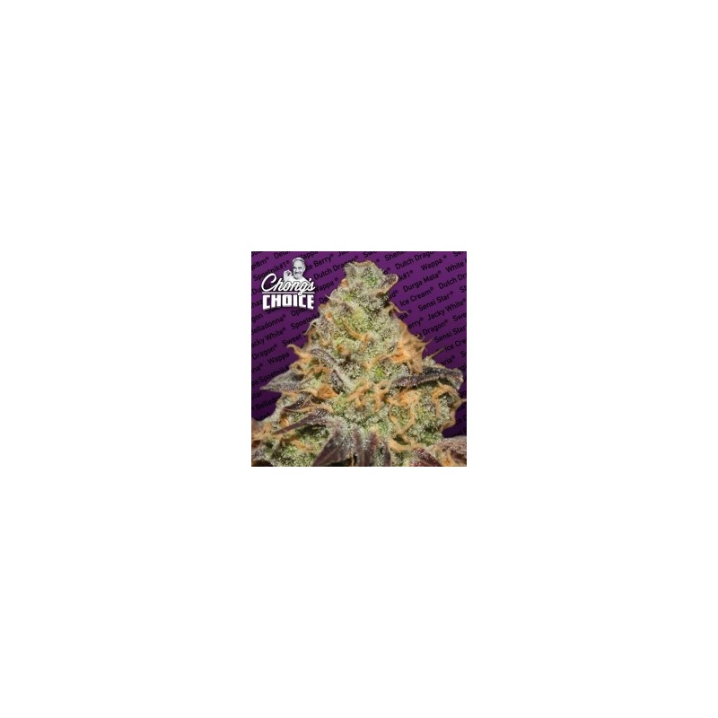 Blue Kush Berry Femminizzata - Paradise Seeds