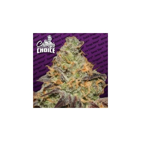 Blue Kush Berry Femminizzata - Paradise Seeds