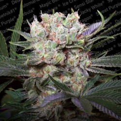 Californian Gold Femminizzata - Paradise Seeds