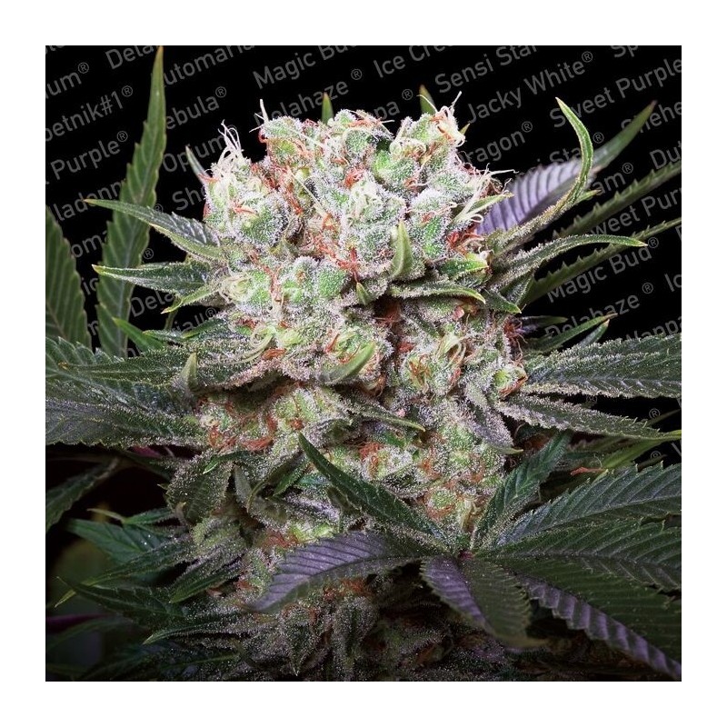 Californian Gold Femminizzata - Paradise Seeds