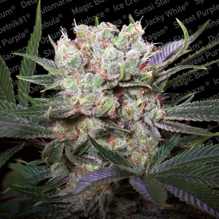 Californian Gold Femminizzata - Paradise Seeds