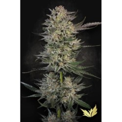 Candy Breath Femminizzata - Paradise Seeds