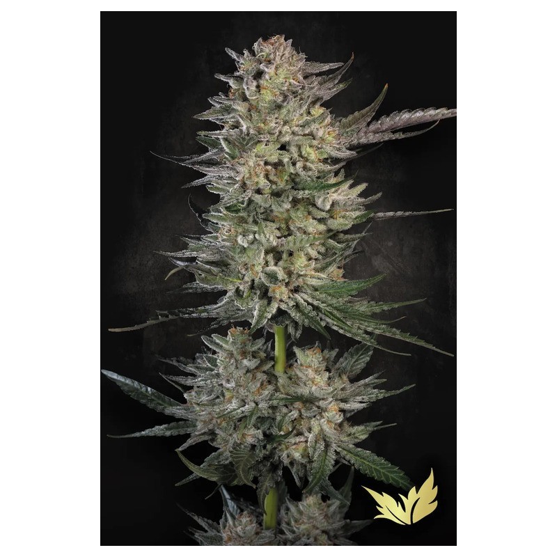Candy Breath Femminizzata - Paradise Seeds