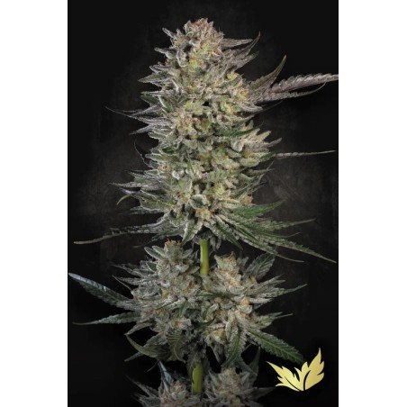 Candy Breath Femminizzata - Paradise Seeds