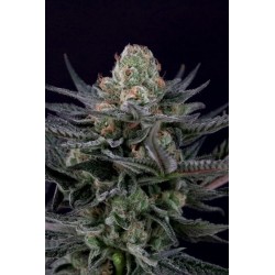 Caramba Femminizzata - Paradise Seeds