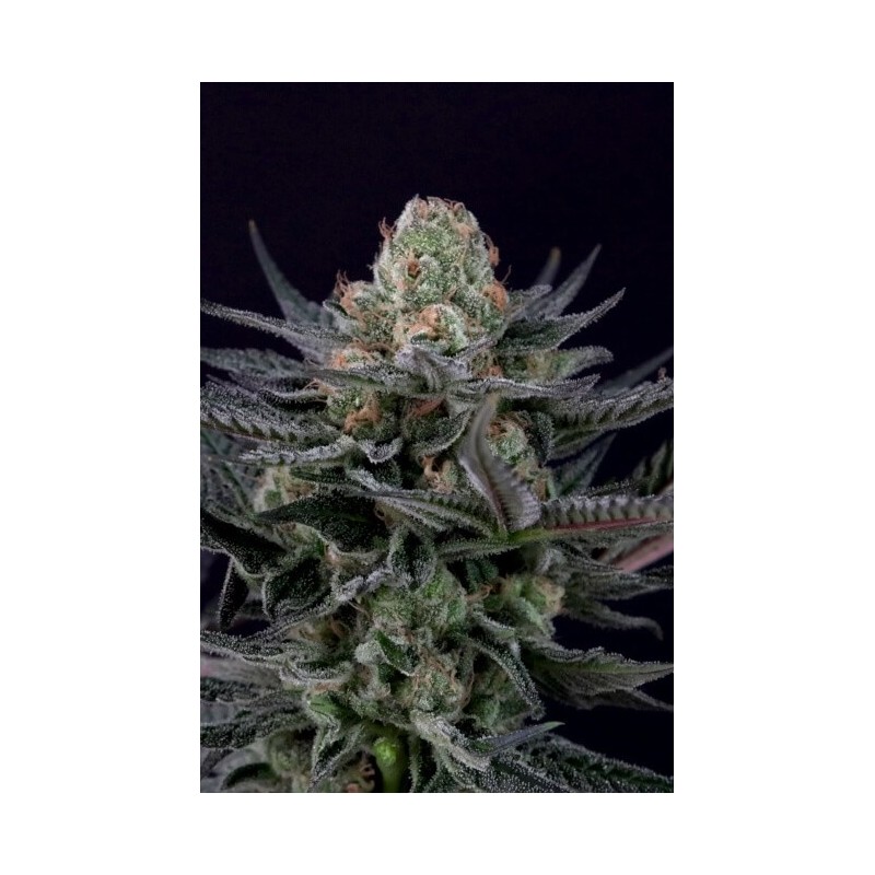 Caramba Femminizzata - Paradise Seeds