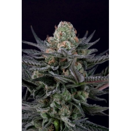 Caramba Femminizzata - Paradise Seeds
