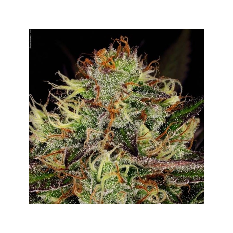 Chocolate Wafflez Femminizzata - Paradise Seeds