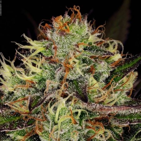 Chocolate Wafflez Femminizzata - Paradise Seeds