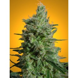 Delahaze Femminizzata - Paradise Seeds