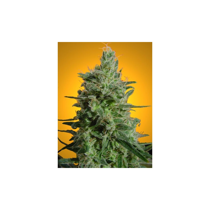 Delahaze Femminizzata - Paradise Seeds