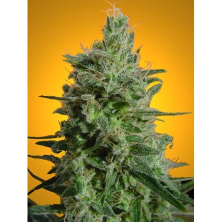 Delahaze Femminizzata - Paradise Seeds